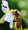 Bi i biodynamisk blomst